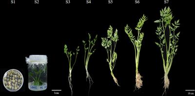 Selection of suitable reference genes for qPCR normalization in different developmental stages of Oenanthe javanica